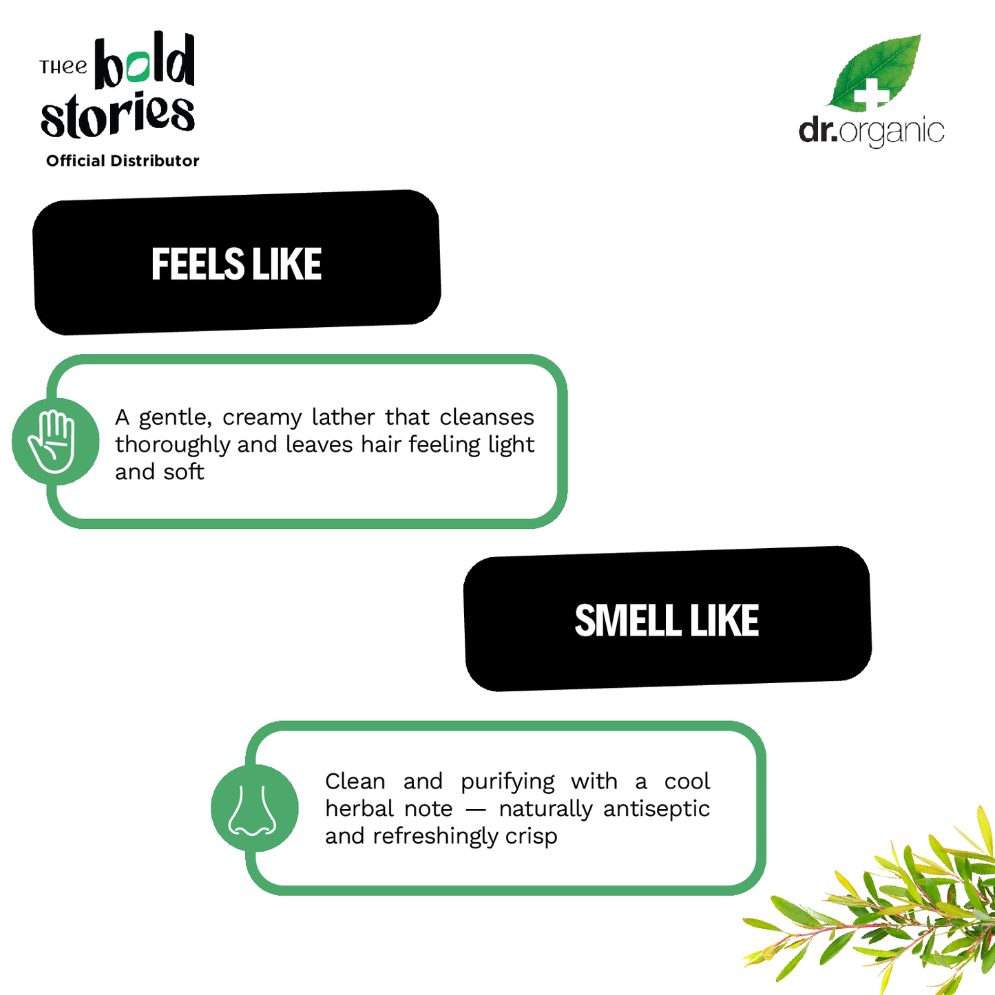 Tea Tree Shampoo